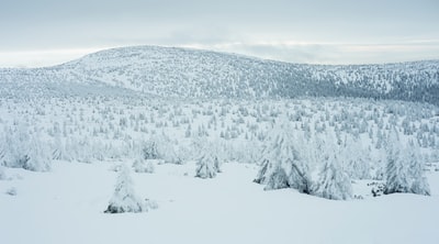 景观的松树覆盖着雪
